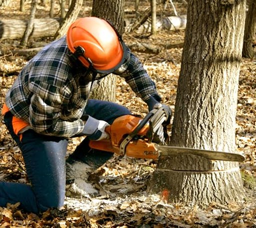 Tree Removal in Kinder, LA